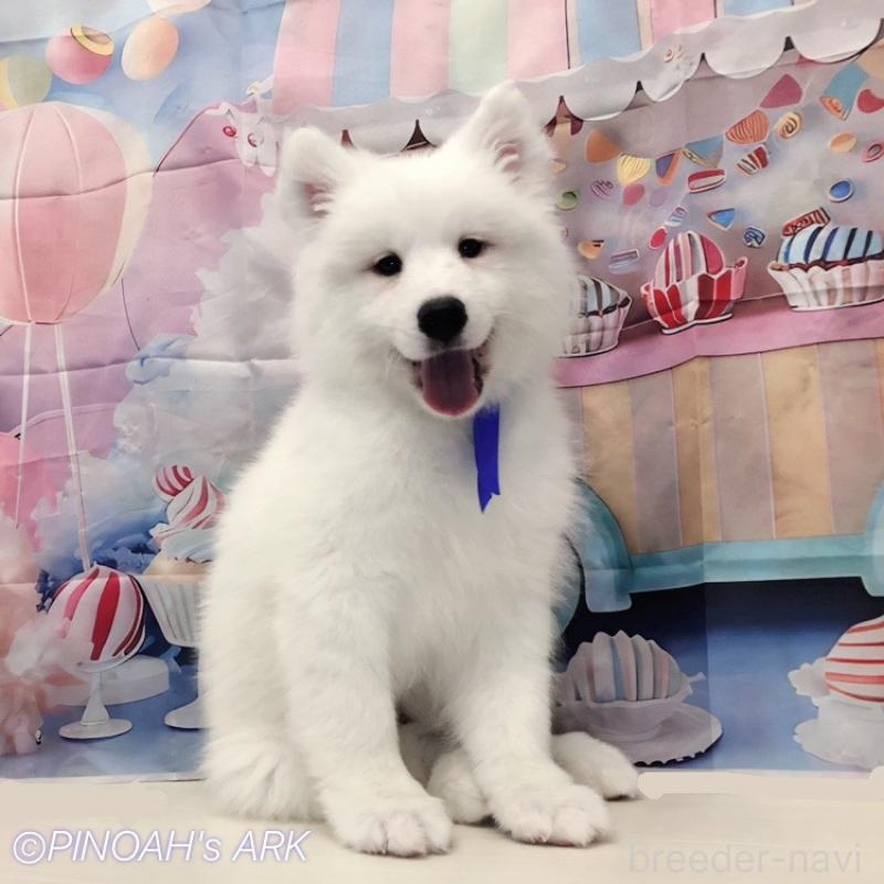 販売中の広島県のサモエド-406794の3枚目