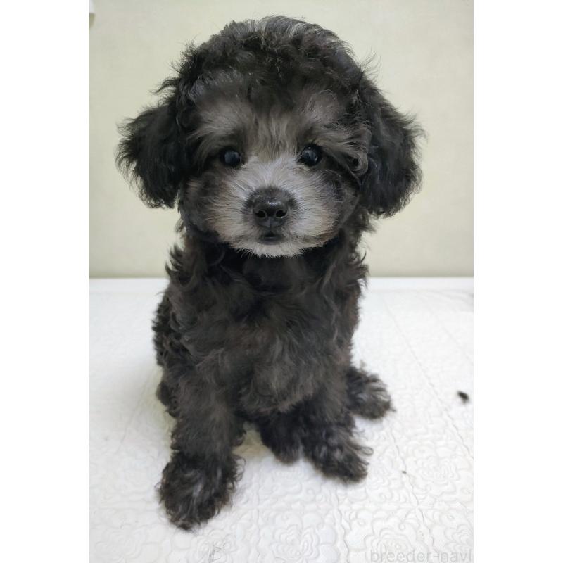 成約済の千葉県のタイニープードル-419149の3枚目