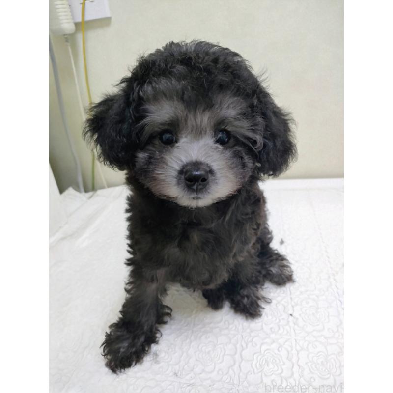 成約済の千葉県のタイニープードル-419149の2枚目