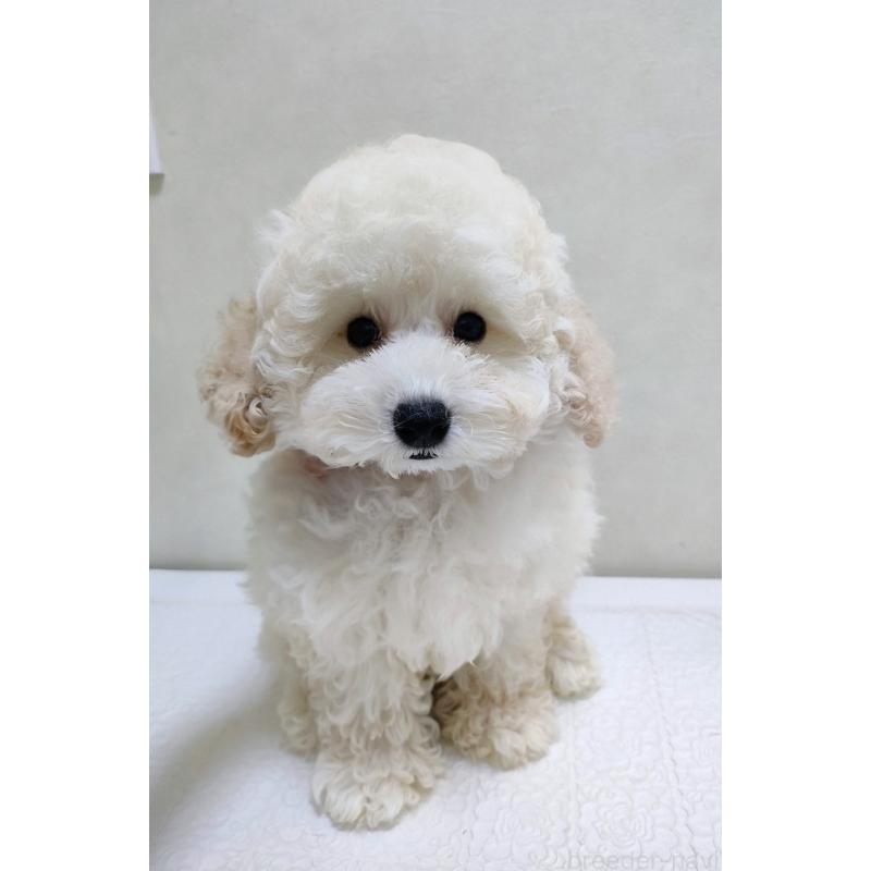 成約済の千葉県のトイプードル-418264の2枚目