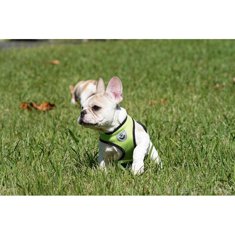 販売中の京都府のフレンチブルドッグ-405025の8枚目