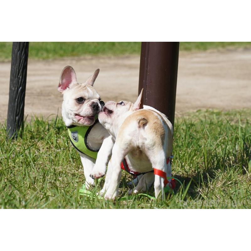 販売中の京都府のフレンチブルドッグ-405025の7枚目