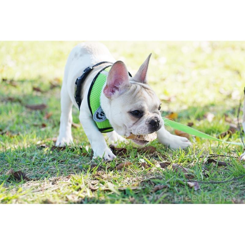 販売中の京都府のフレンチブルドッグ-405025の6枚目