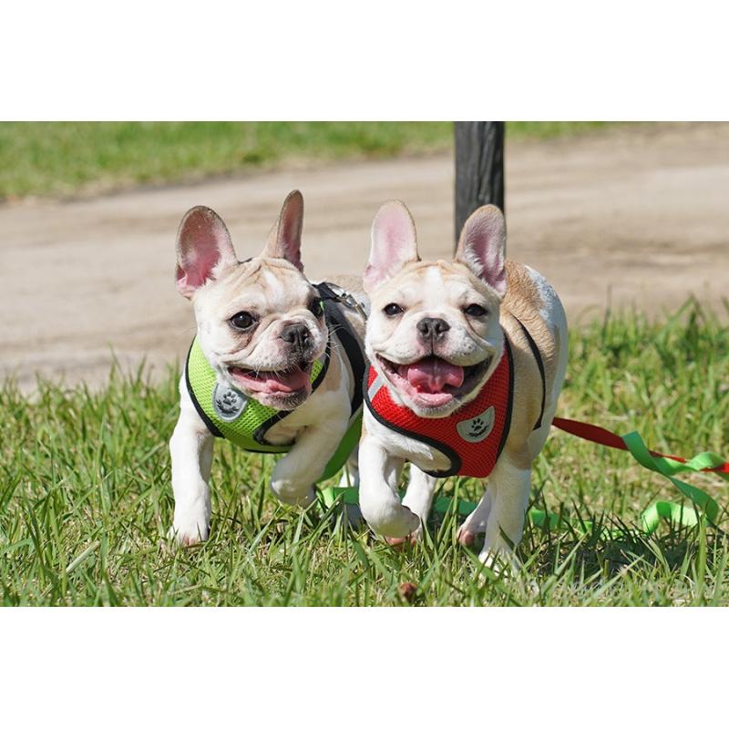 販売中の京都府のフレンチブルドッグ-405025の4枚目