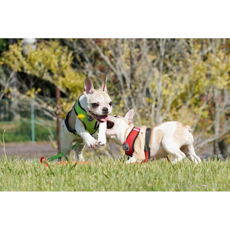 販売中の京都府のフレンチブルドッグ-405025の2枚目