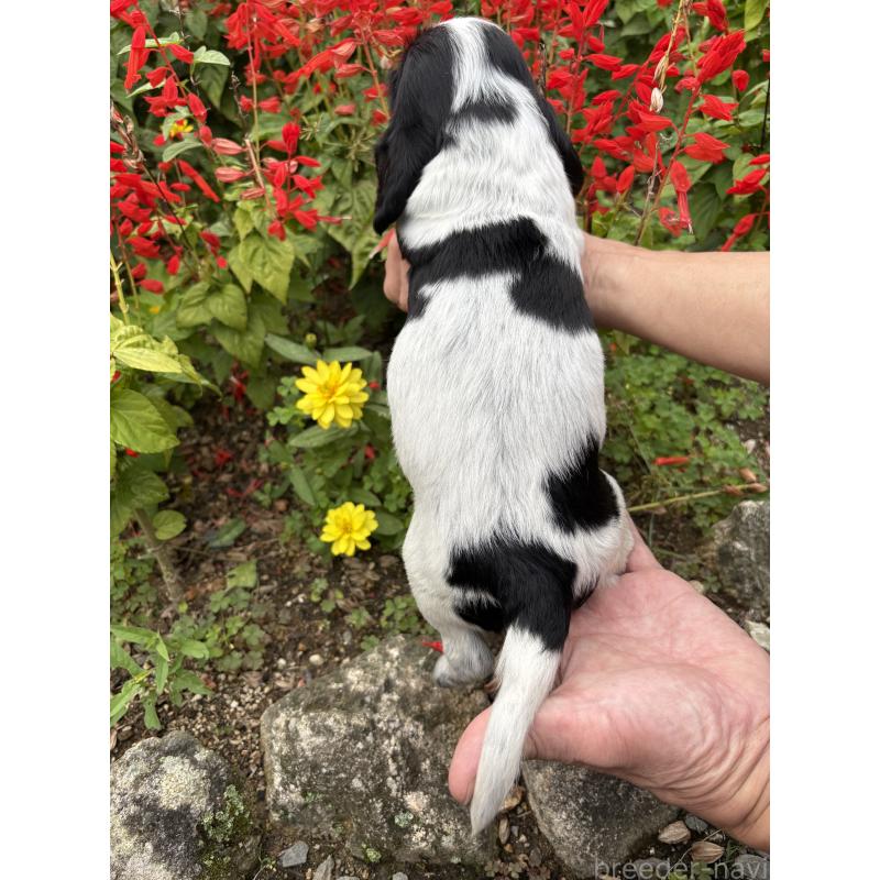 販売中の佐賀県のイングリッシュコッカースパニエル-419677の3枚目