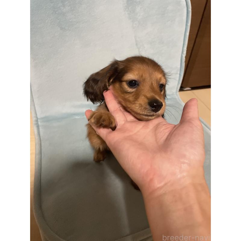 販売中の千葉県のミニチュアダックスフンド(ロングヘアード)-422144の3枚目