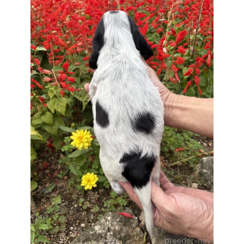 販売中の佐賀県のイングリッシュコッカースパニエル-419680の3枚目