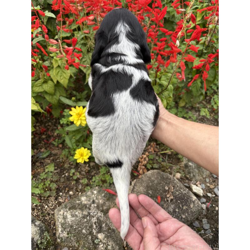 販売中の佐賀県のイングリッシュコッカースパニエル-419685の3枚目