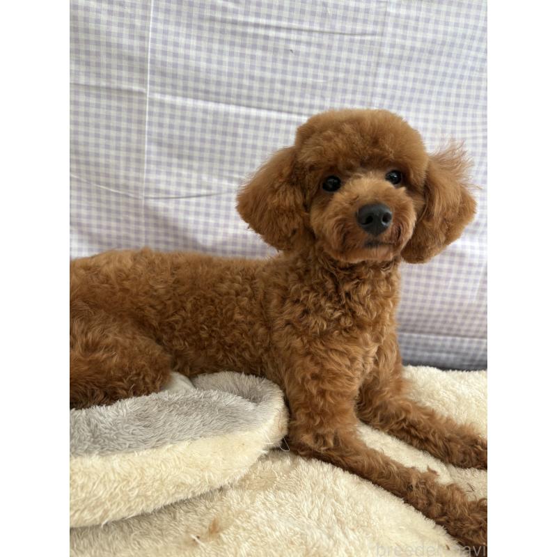 販売中の千葉県のトイプードル-358567の5枚目