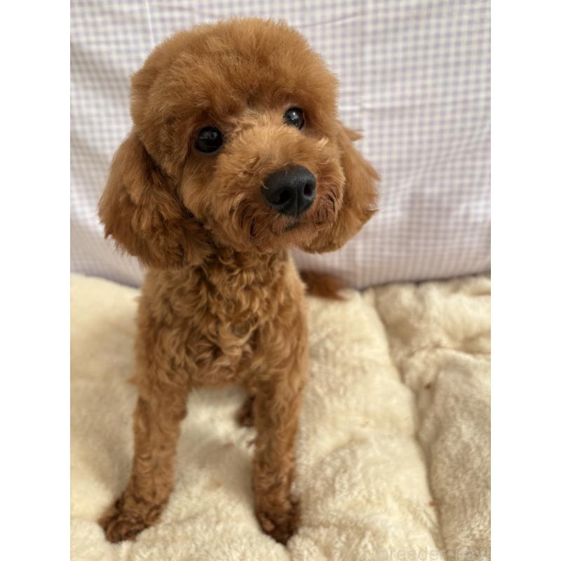 販売中の千葉県のトイプードル-358567の4枚目