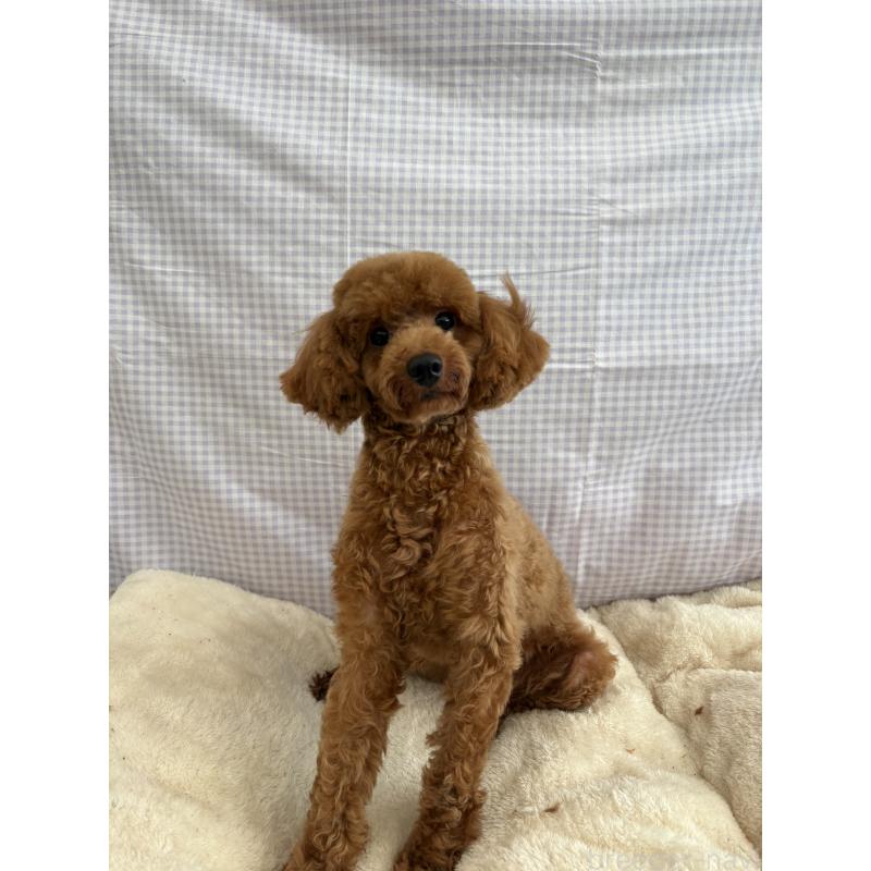 販売中の千葉県のトイプードル-358567の3枚目