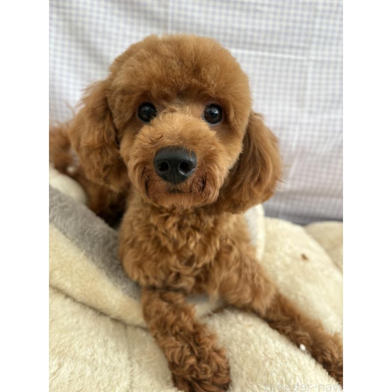 販売中の千葉県のトイプードル-358567の2枚目