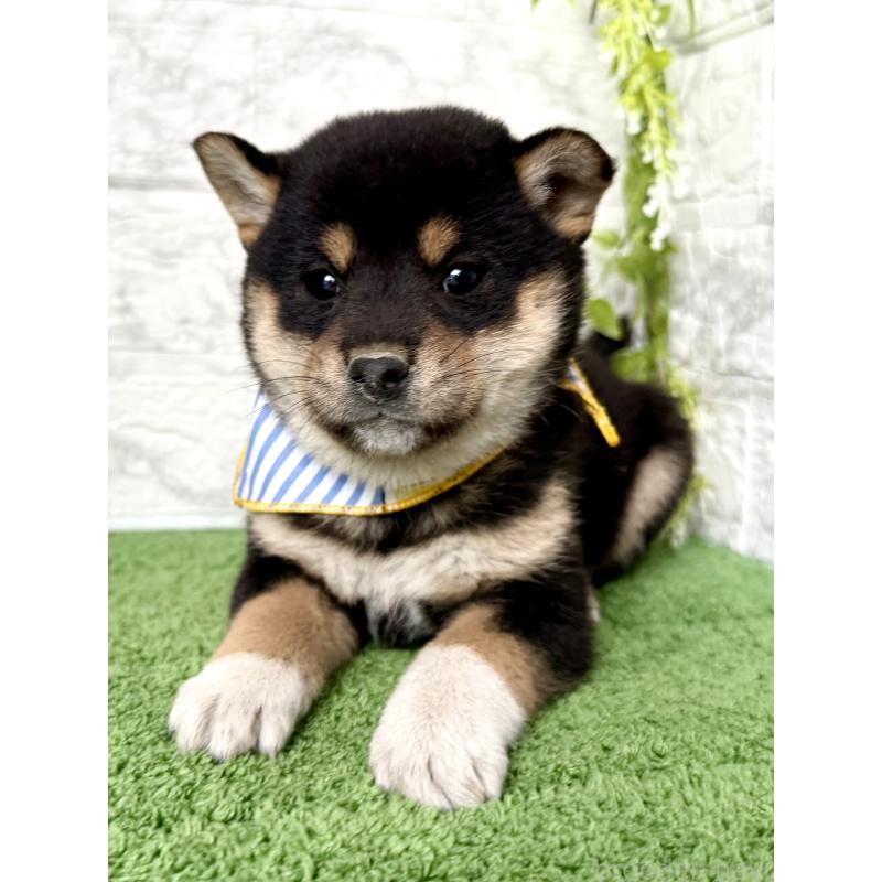 販売中の埼玉県の柴犬-418940の10枚目