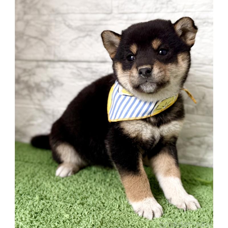 販売中の埼玉県の柴犬-418940の9枚目