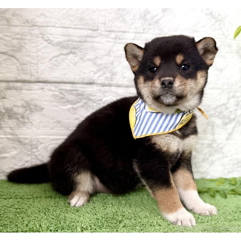 販売中の埼玉県の柴犬-418940の8枚目