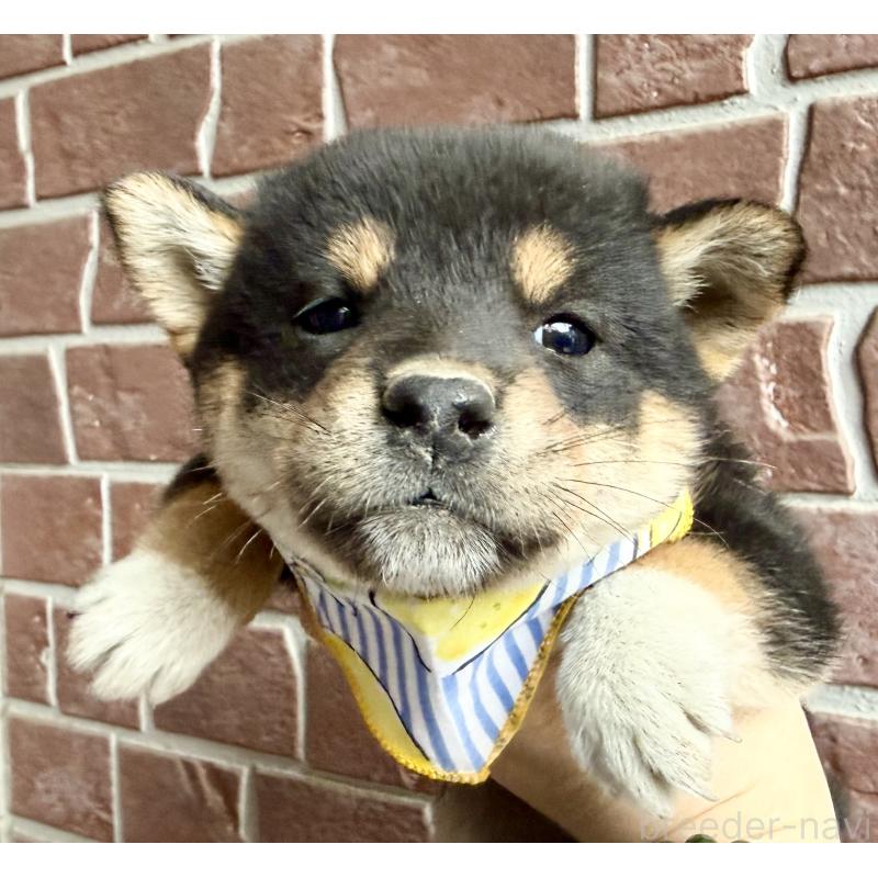 販売中の埼玉県の柴犬-418940の7枚目