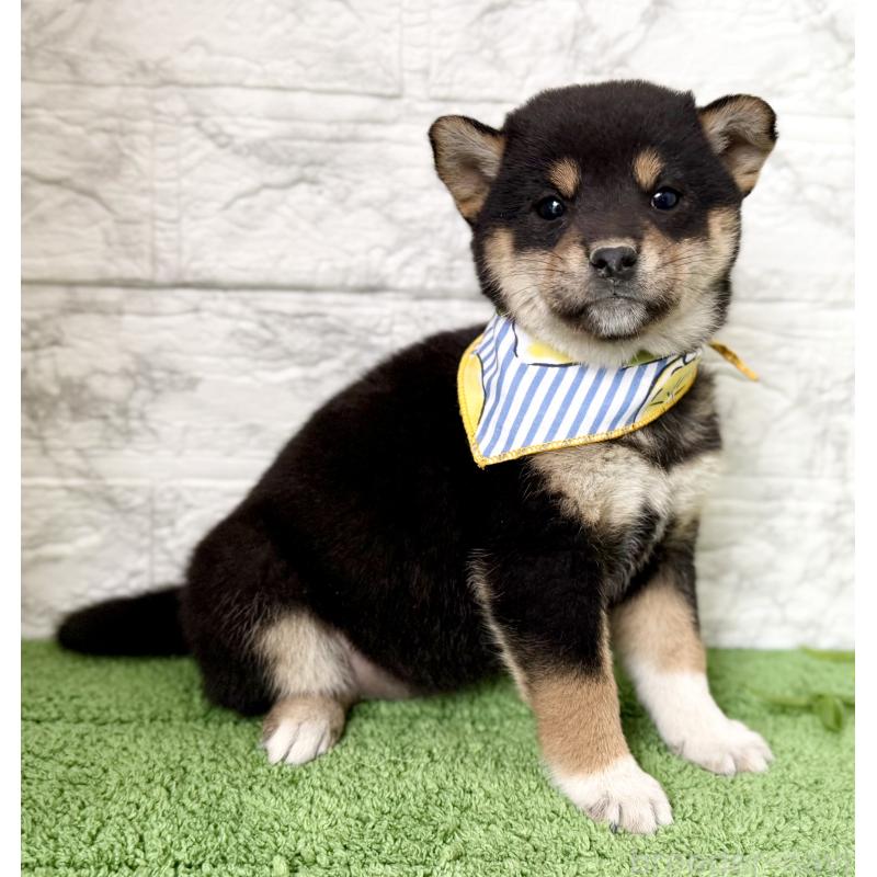 販売中の埼玉県の柴犬-418940の6枚目