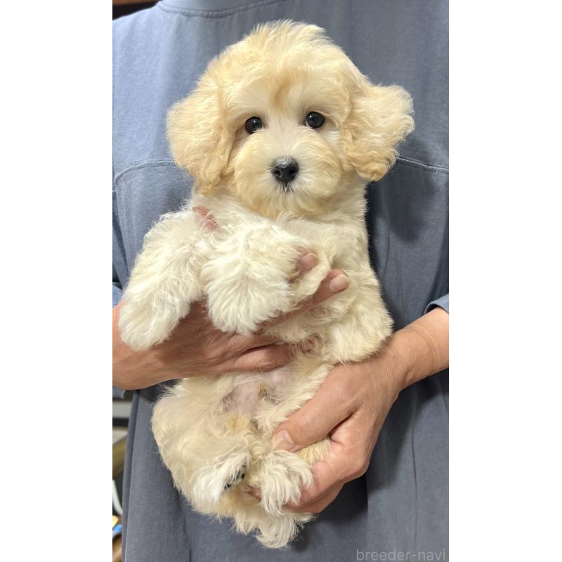 販売中の千葉県のマルプー:マルチーズ×トイプードル-415641の29枚目
