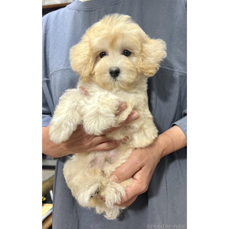 販売中の千葉県のマルプー:マルチーズ×トイプードル-415641の28枚目