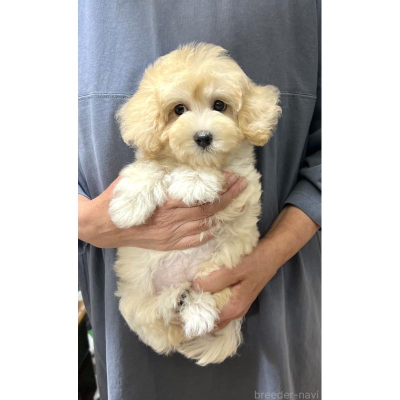 販売中の千葉県のマルプー:マルチーズ×トイプードル-415641の26枚目