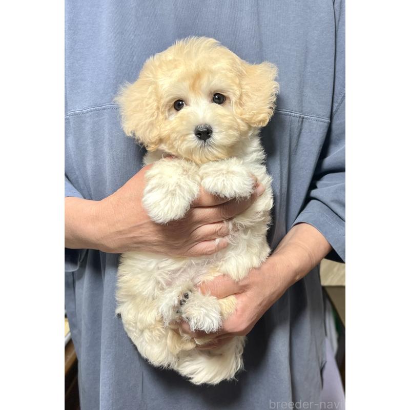 販売中の千葉県のマルプー:マルチーズ×トイプードル-415641の25枚目