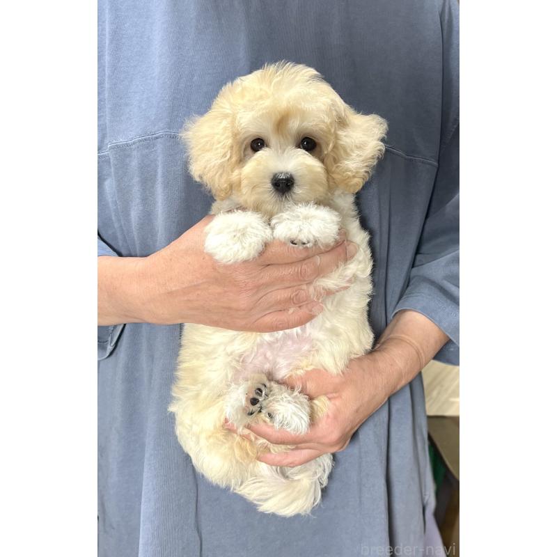 販売中の千葉県のマルプー:マルチーズ×トイプードル-415641の24枚目