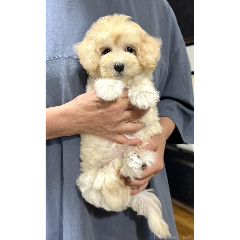 販売中の千葉県のマルプー:マルチーズ×トイプードル-415641の23枚目