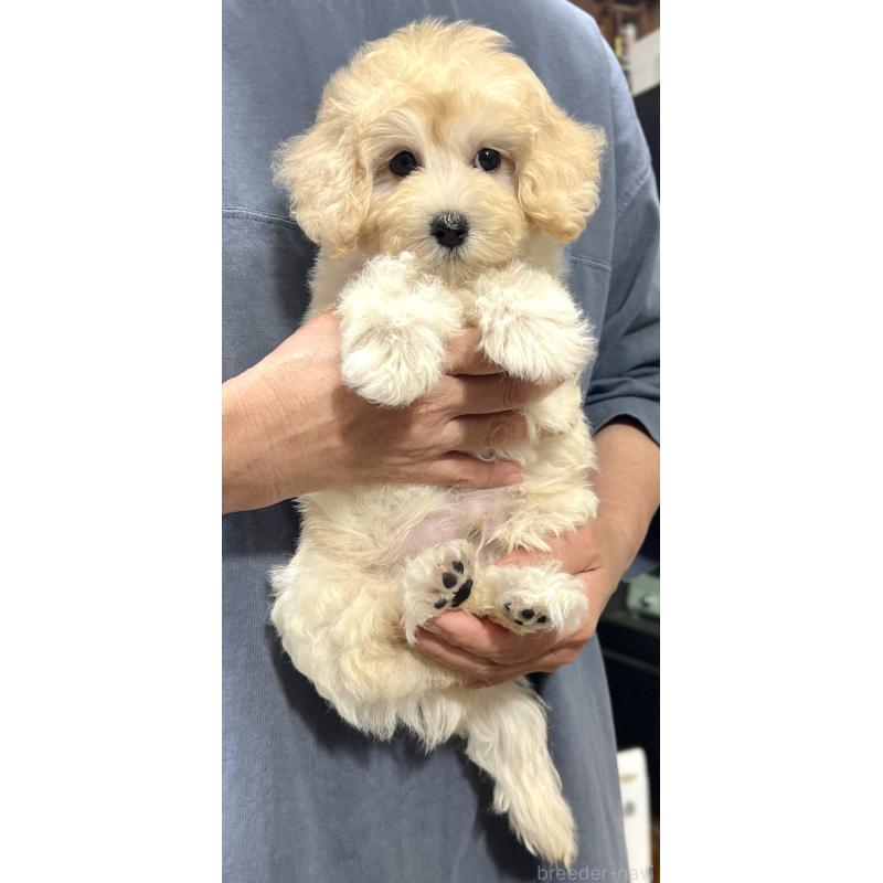 販売中の千葉県のマルプー:マルチーズ×トイプードル-415641の22枚目