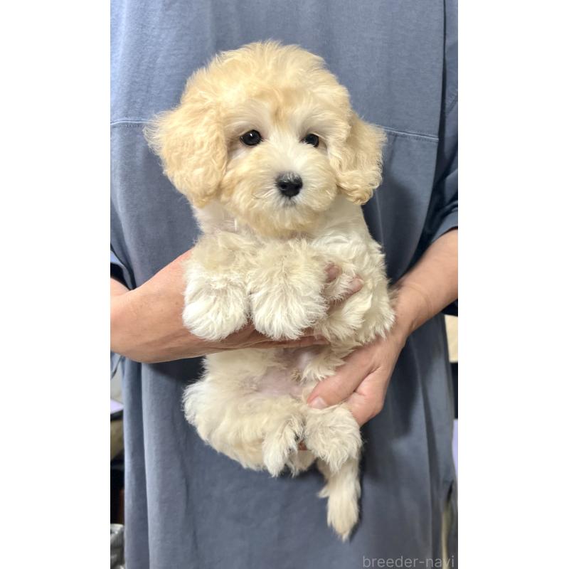 販売中の千葉県のマルプー:マルチーズ×トイプードル-415641の21枚目