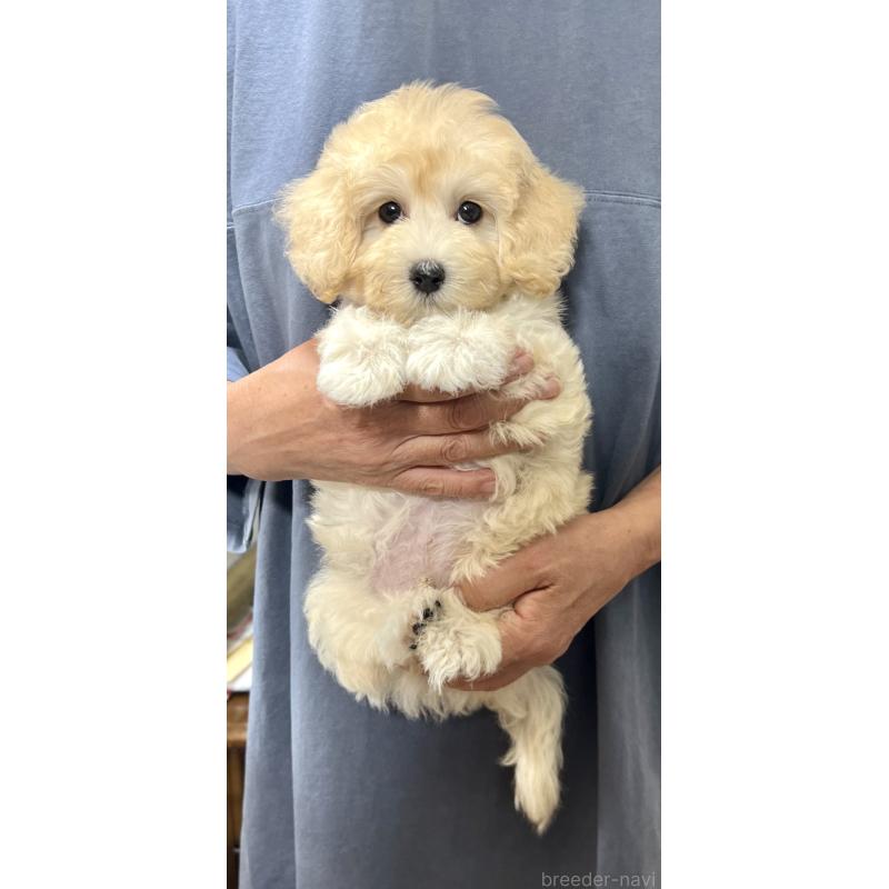 販売中の千葉県のマルプー:マルチーズ×トイプードル-415641の20枚目