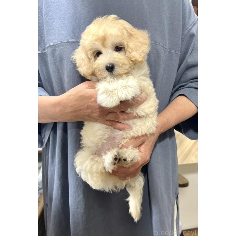 販売中の千葉県のマルプー:マルチーズ×トイプードル-415641の19枚目