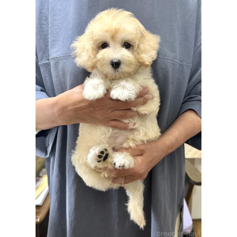 販売中の千葉県のマルプー:マルチーズ×トイプードル-415641の17枚目