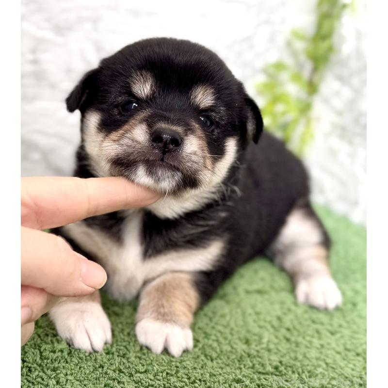 成約済の埼玉県のミックス犬-419928の5枚目