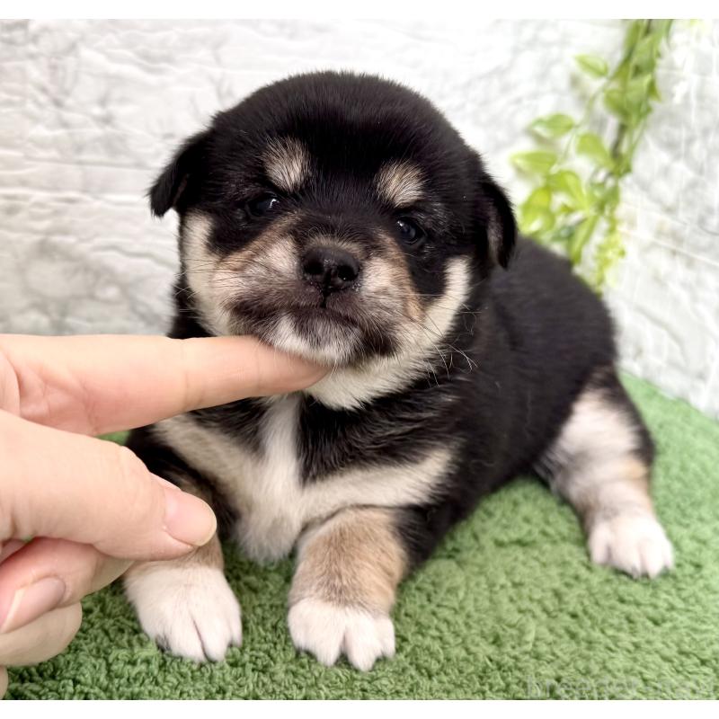 成約済の埼玉県のミックス犬-419928