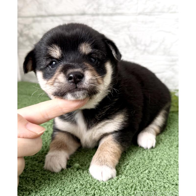 成約済の埼玉県のミックス犬-419928の4枚目