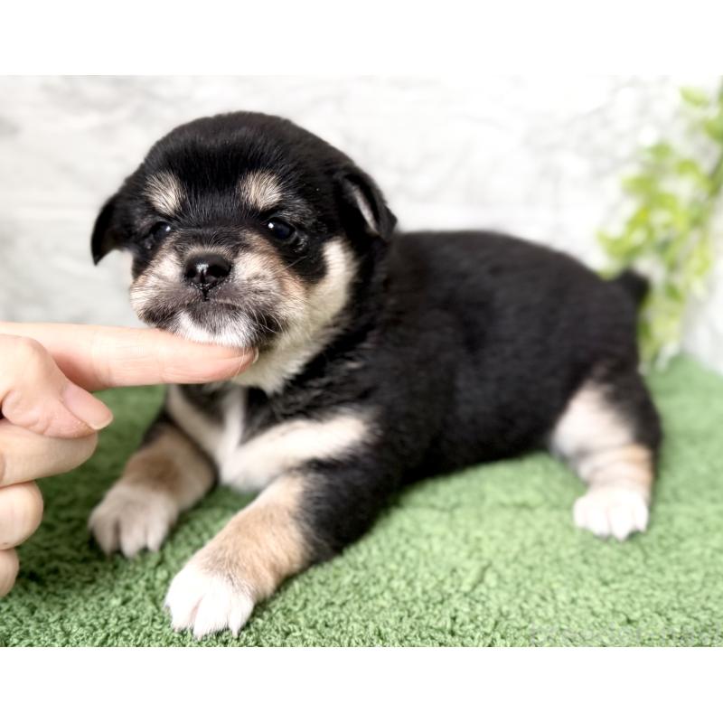 成約済の埼玉県のミックス犬-419928の3枚目