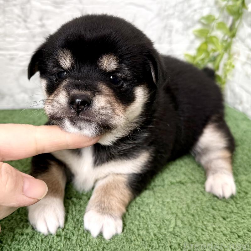 成約済の埼玉県のミックス犬-419928の2枚目