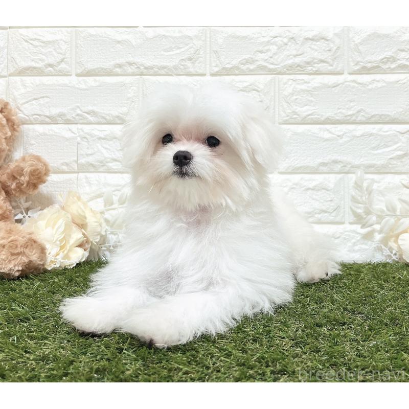 成約済の福岡県のポメマル:ポメラニアン×マルチーズ-412283の7枚目