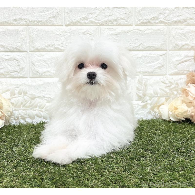 成約済の福岡県のポメマル:ポメラニアン×マルチーズ-412283の6枚目