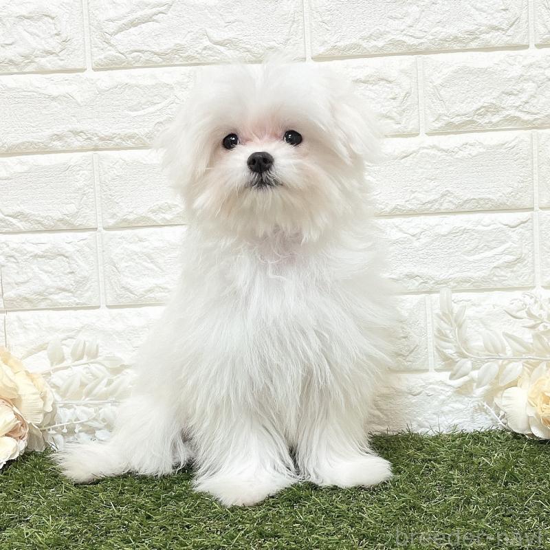 成約済の福岡県のポメマル:ポメラニアン×マルチーズ-412283の5枚目