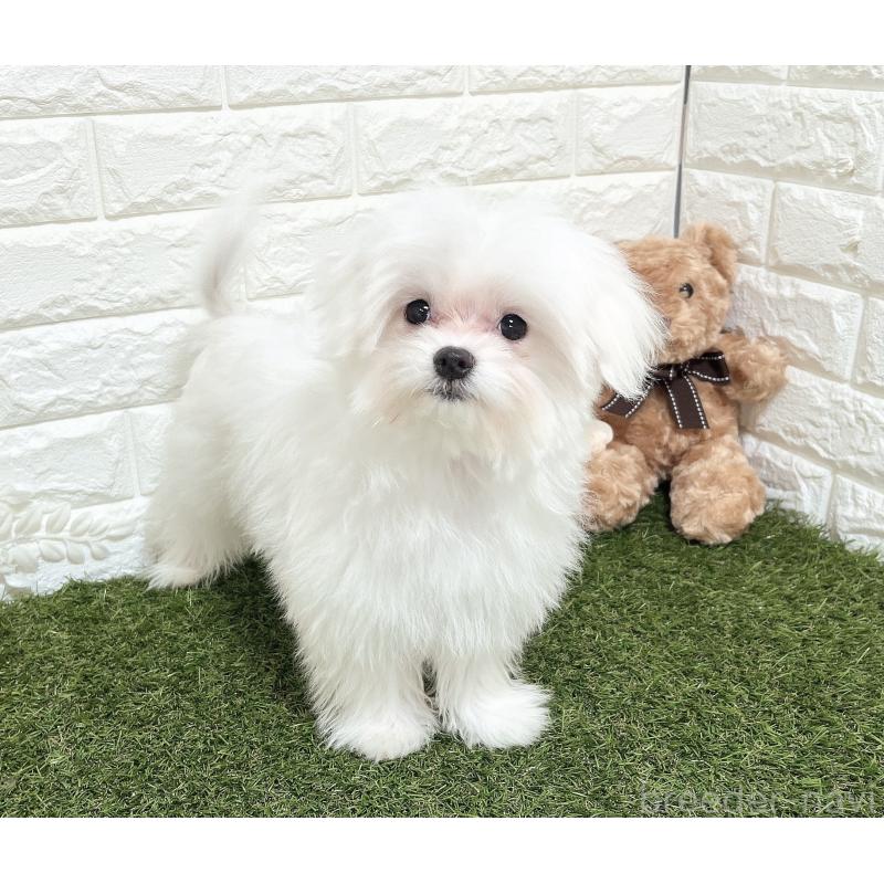 成約済の福岡県のポメマル:ポメラニアン×マルチーズ-412283の4枚目