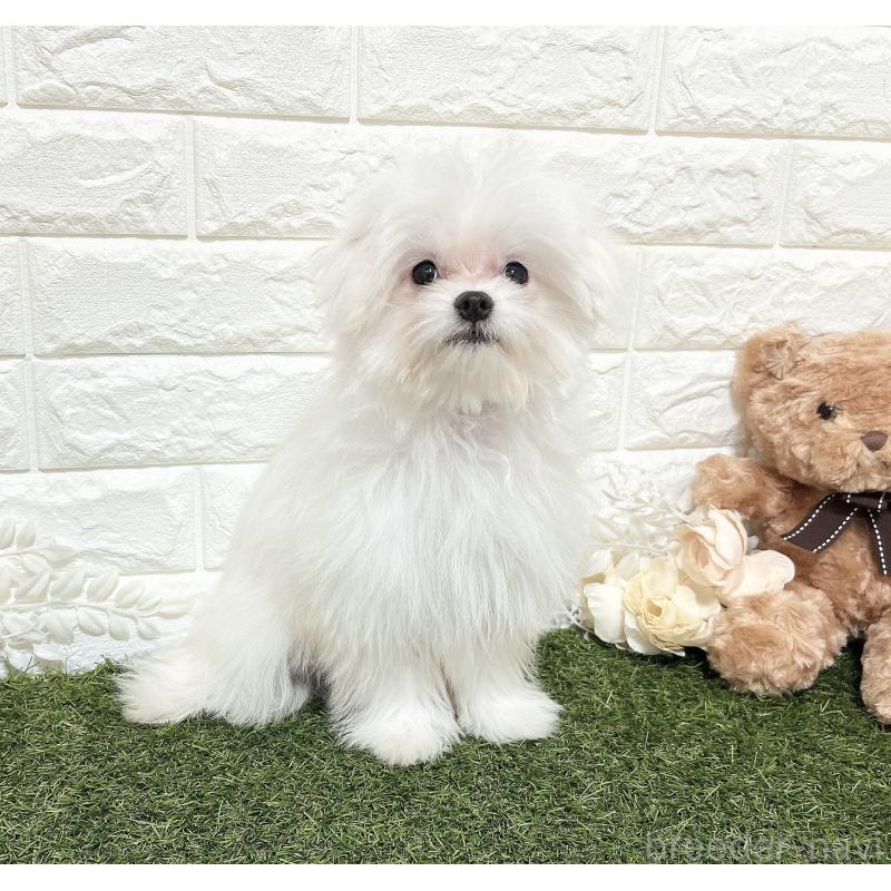 成約済の福岡県のポメマル:ポメラニアン×マルチーズ-412283の2枚目