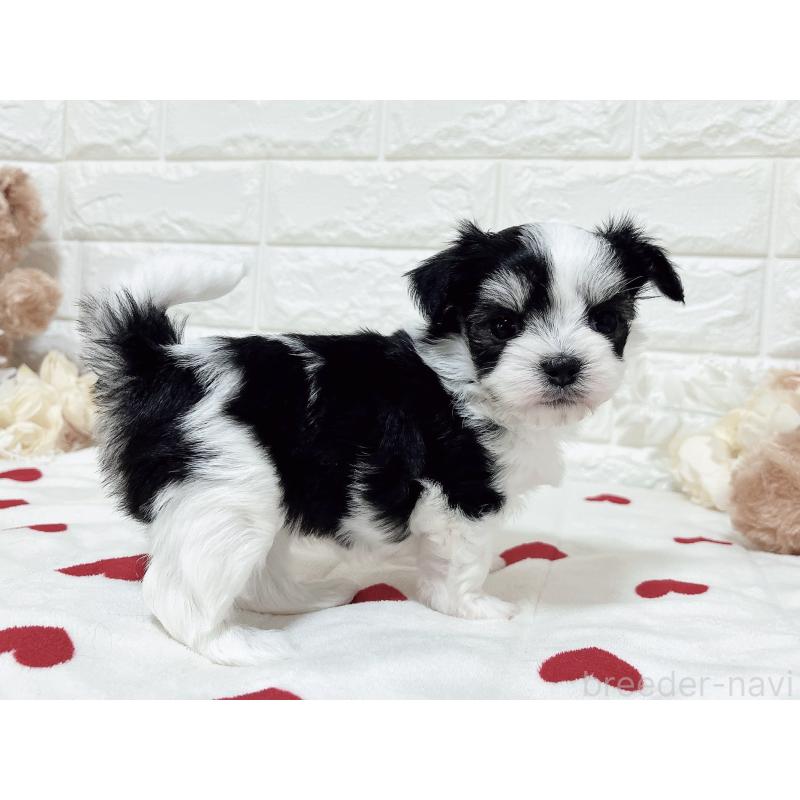 販売中の福岡県のチワマル:チワワ×マルチーズ-414967の32枚目