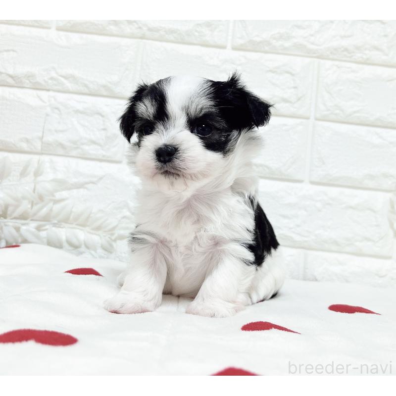 販売中の福岡県のチワマル:チワワ×マルチーズ-414967の30枚目