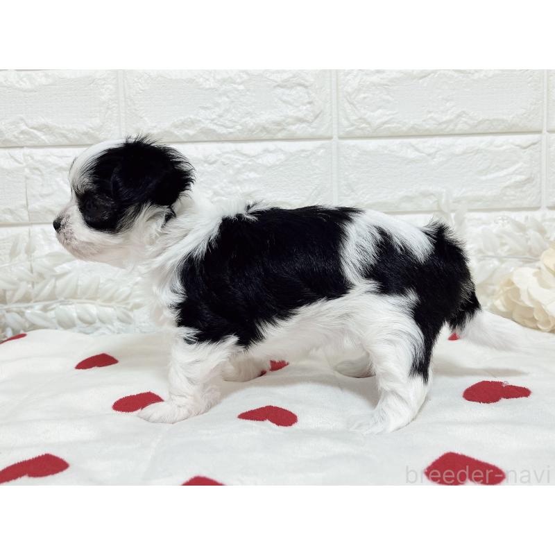 販売中の福岡県のチワマル:チワワ×マルチーズ-414967の29枚目