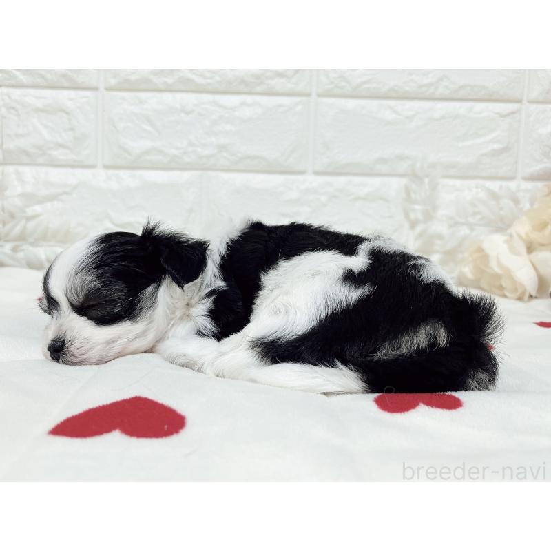 販売中の福岡県のチワマル:チワワ×マルチーズ-414967の28枚目