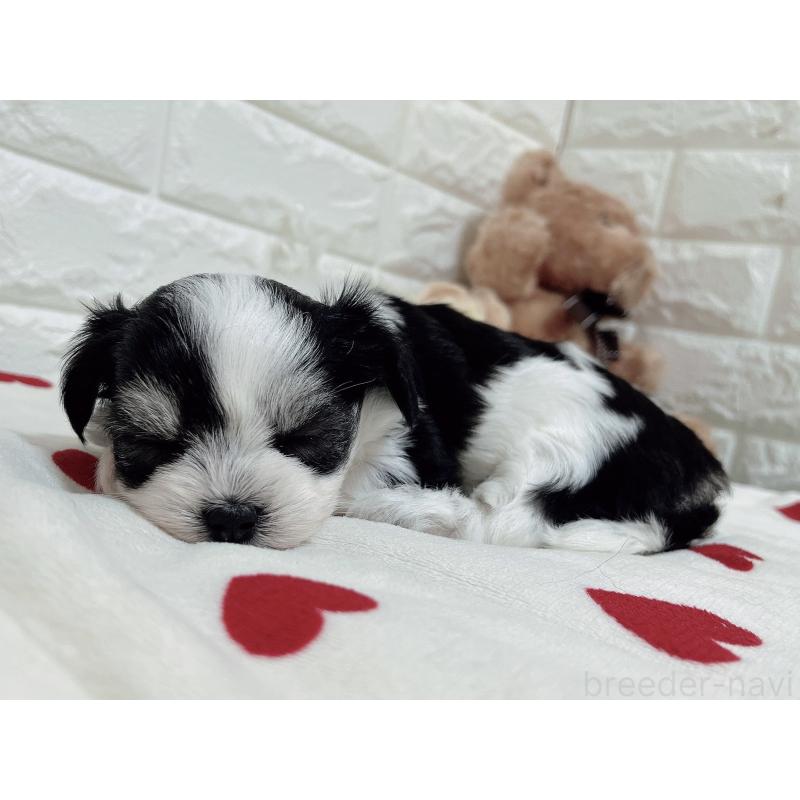 販売中の福岡県のチワマル:チワワ×マルチーズ-414967の27枚目