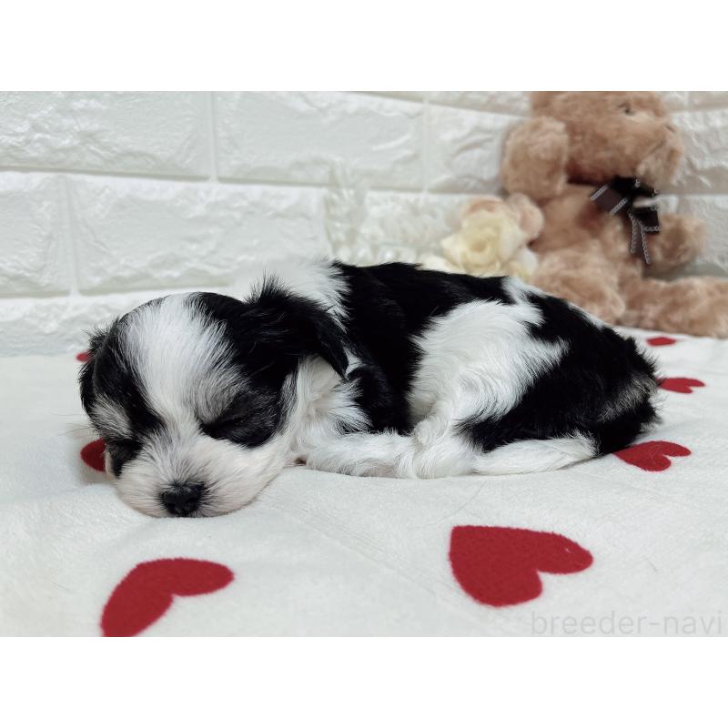 販売中の福岡県のチワマル:チワワ×マルチーズ-414967の26枚目