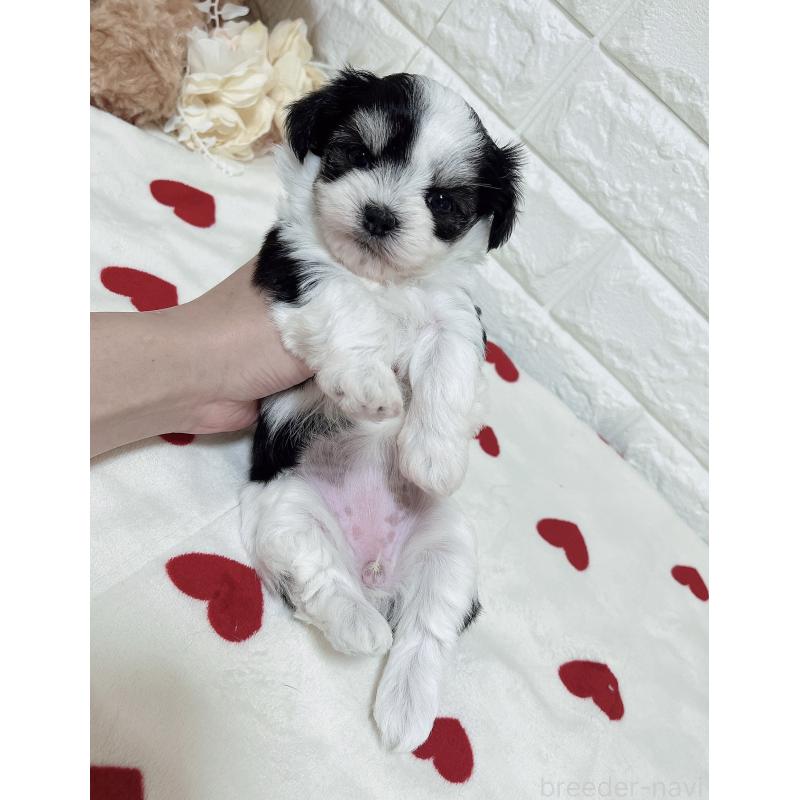 販売中の福岡県のチワマル:チワワ×マルチーズ-414967の25枚目